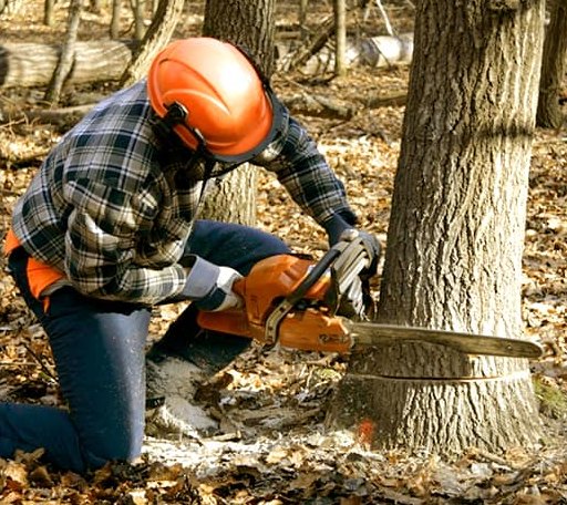 Tree Removal in Middlefield, MA